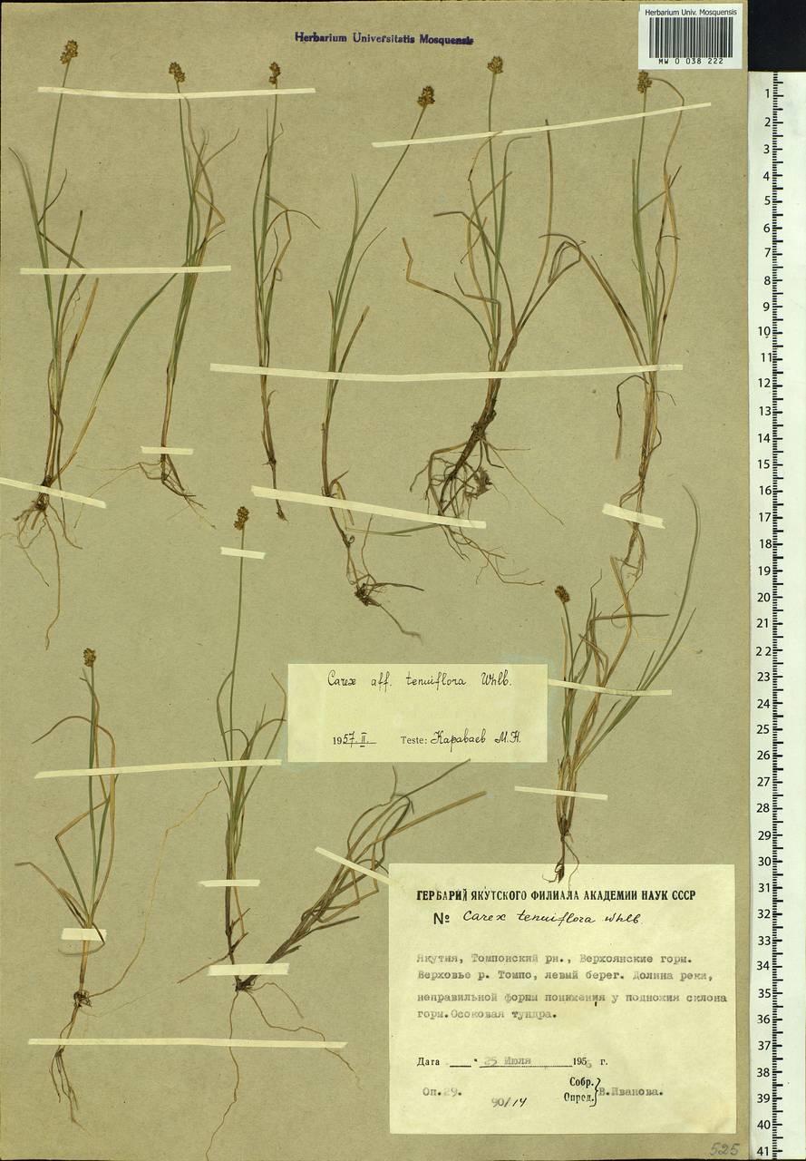 Carex tenuiflora Wahlenb., Siberia, Yakutia (S5) (Russia)