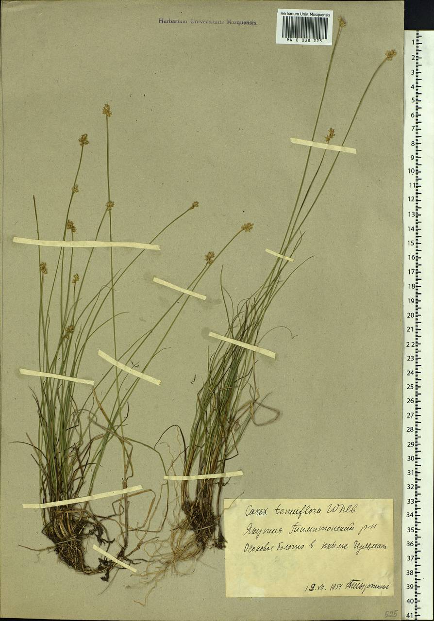 Carex tenuiflora Wahlenb., Siberia, Yakutia (S5) (Russia)