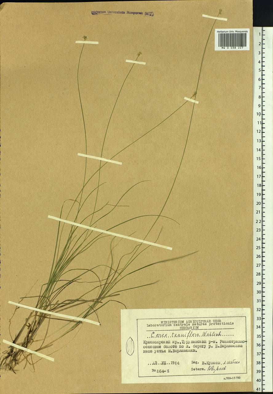 Carex tenuiflora Wahlenb., Siberia, Central Siberia (S3) (Russia)