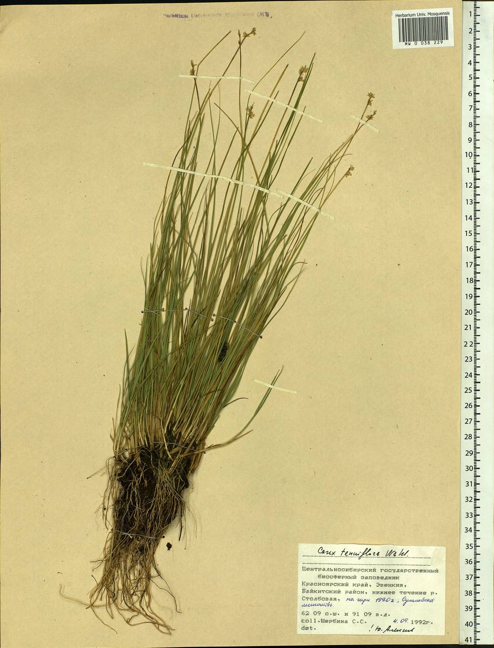 Carex tenuiflora Wahlenb., Siberia, Central Siberia (S3) (Russia)