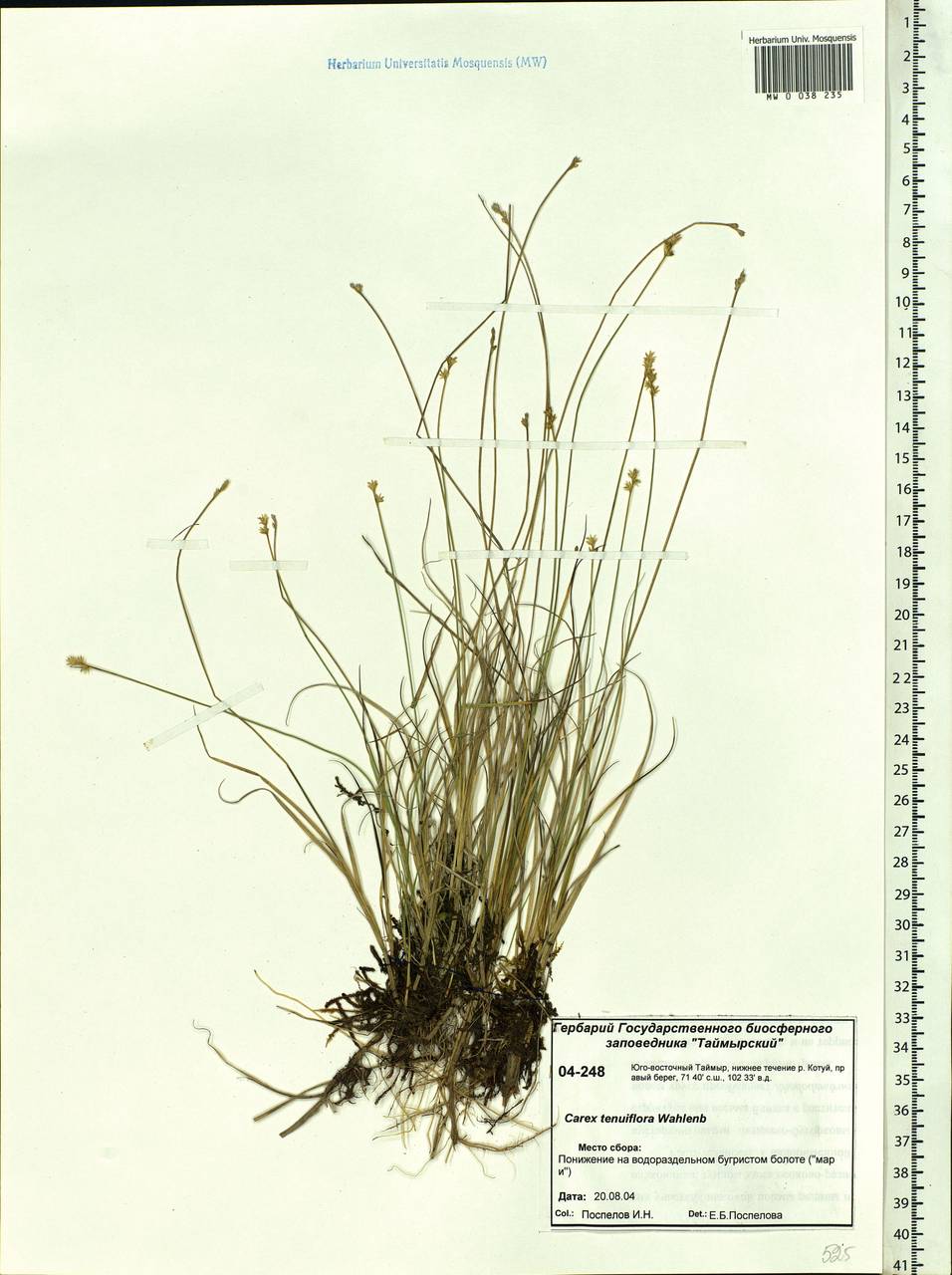 Carex tenuiflora Wahlenb., Siberia, Central Siberia (S3) (Russia)
