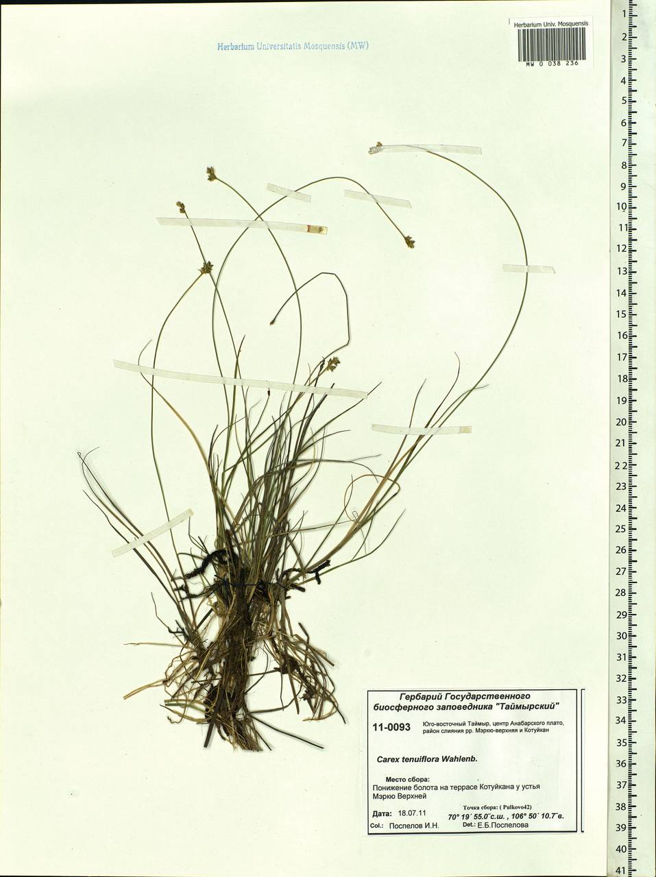Carex tenuiflora Wahlenb., Siberia, Central Siberia (S3) (Russia)