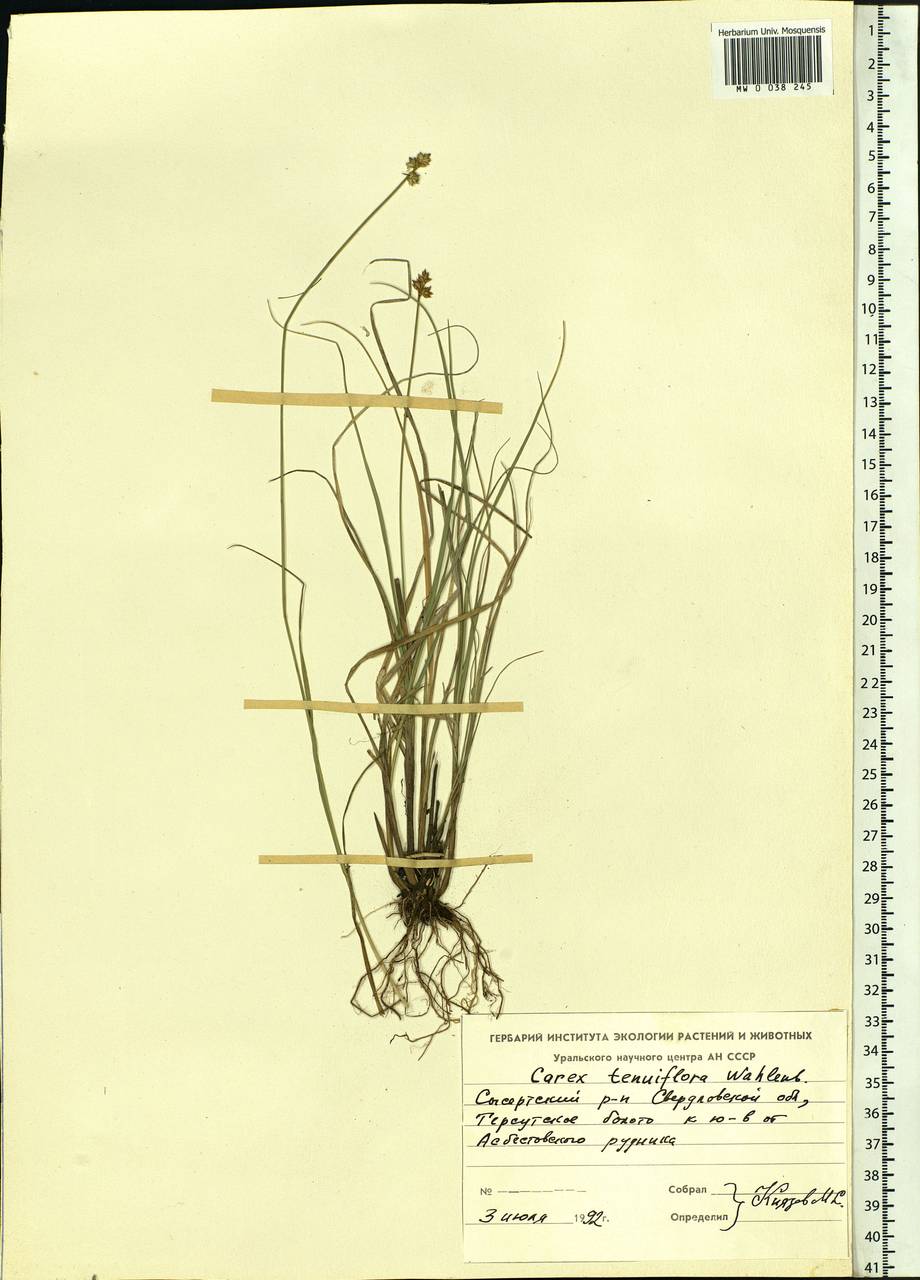 Carex tenuiflora Wahlenb., Eastern Europe, Eastern region (E10) (Russia)