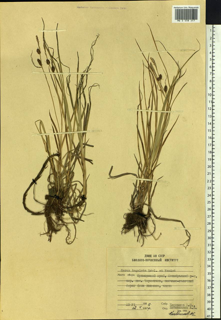 Carex tegulata H.Lév. & Vaniot, Siberia, Russian Far East (S6) (Russia)