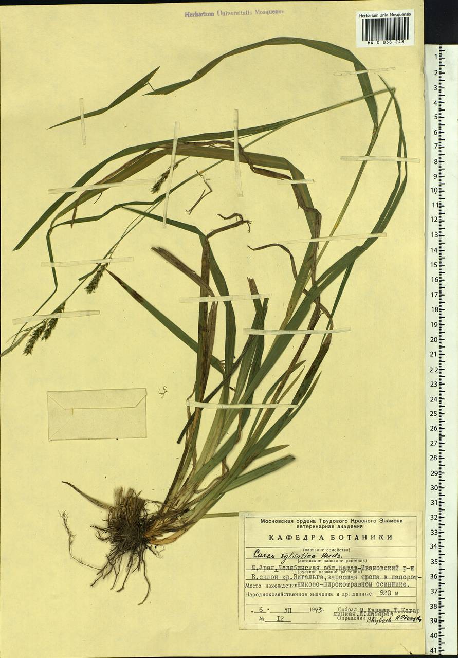 Carex sylvatica Huds., Eastern Europe, Eastern region (E10) (Russia)