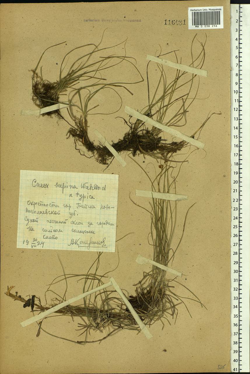 Carex supina Willd. ex Wahlenb., Siberia, Altai & Sayany Mountains (S2) (Russia)