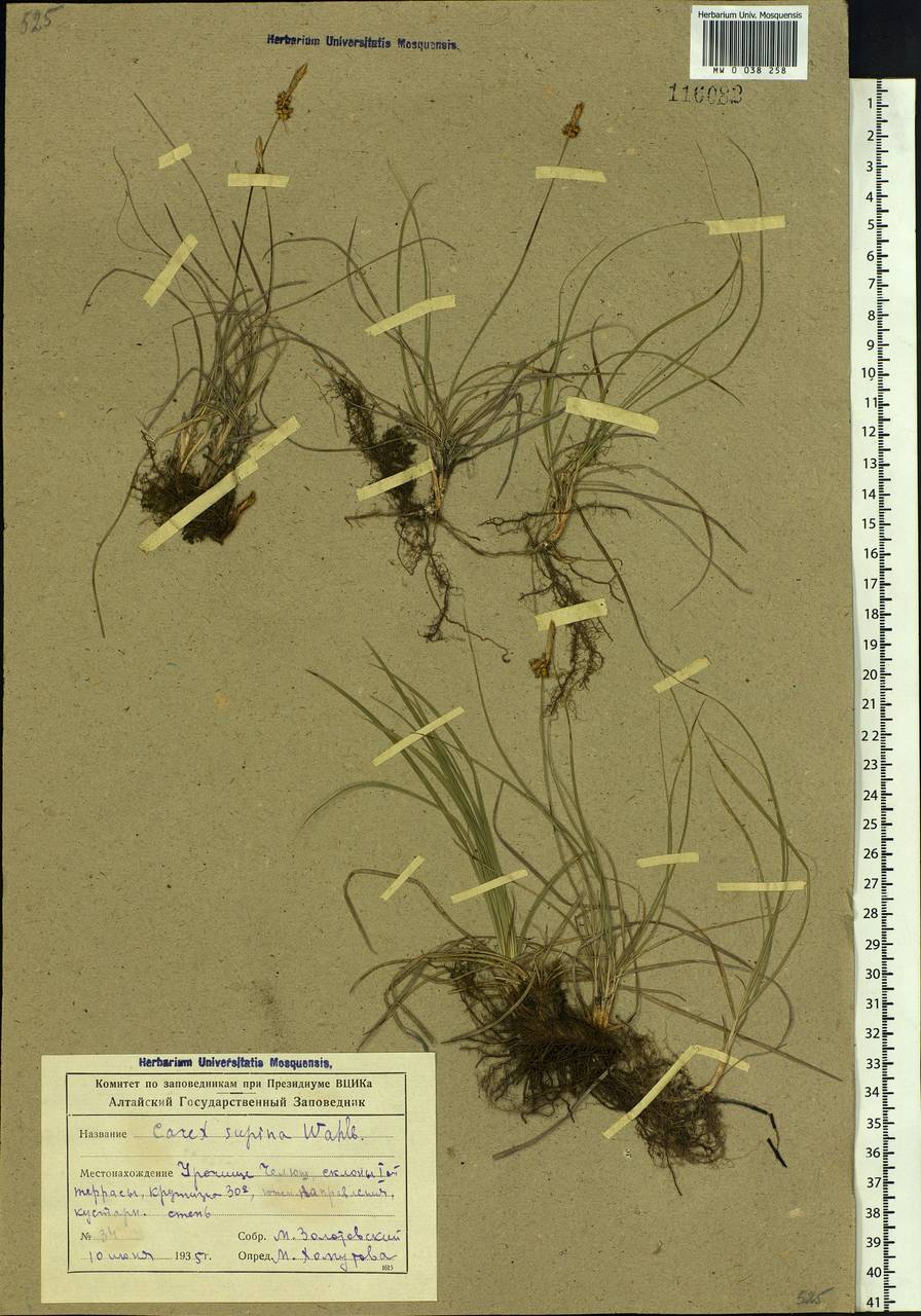 Carex supina Willd. ex Wahlenb., Siberia, Altai & Sayany Mountains (S2) (Russia)