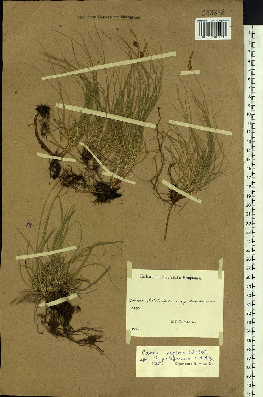 Carex supina Willd. ex Wahlenb., Siberia, Altai & Sayany Mountains (S2) (Russia)