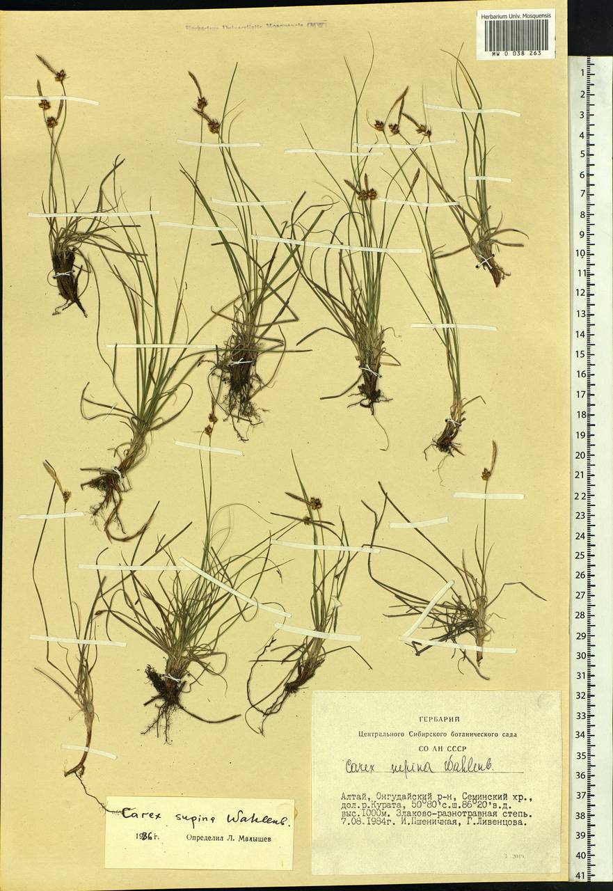 Carex supina Willd. ex Wahlenb., Siberia, Altai & Sayany Mountains (S2) (Russia)