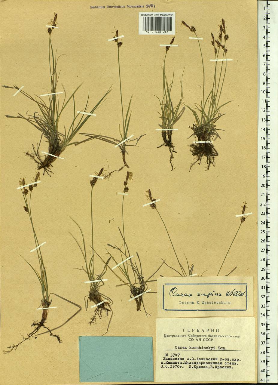 Carex supina Willd. ex Wahlenb., Siberia, Altai & Sayany Mountains (S2) (Russia)