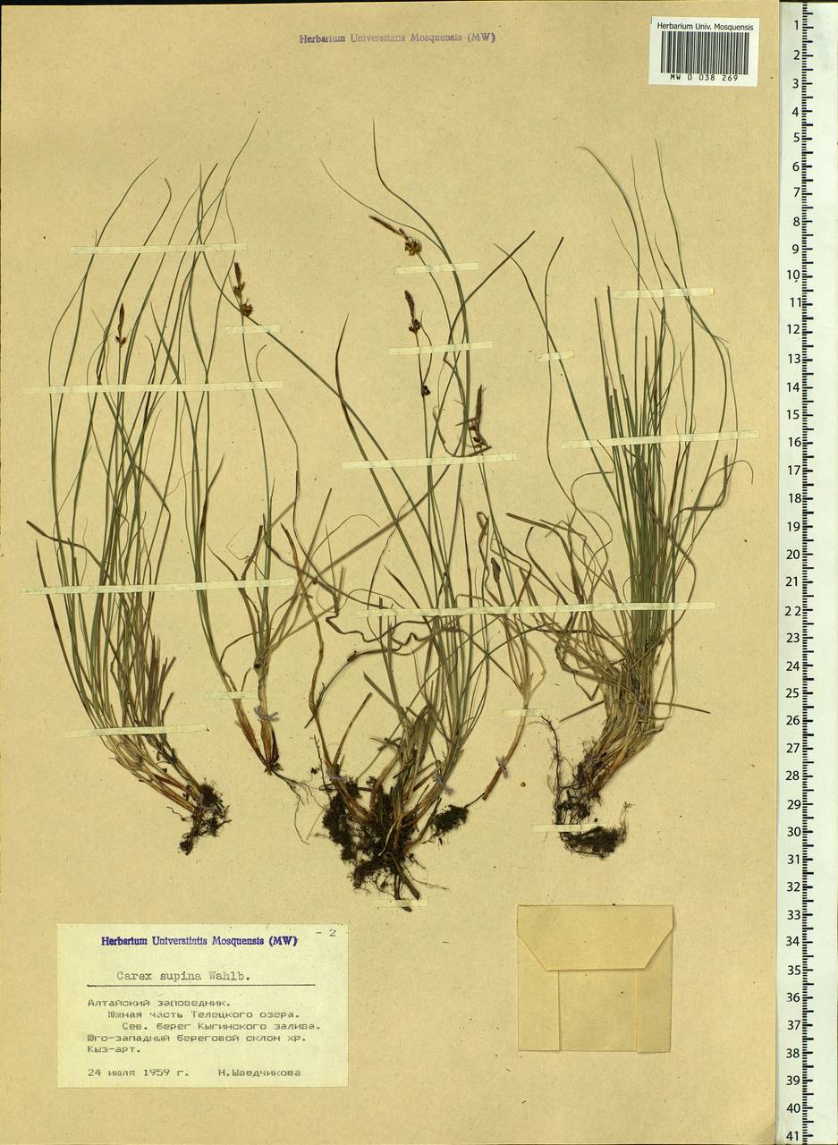 Carex supina Willd. ex Wahlenb., Siberia, Altai & Sayany Mountains (S2) (Russia)