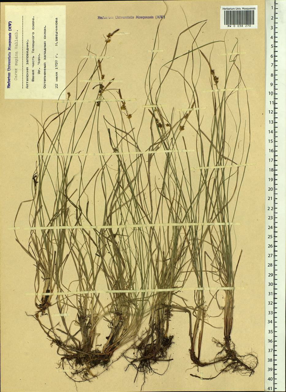 Carex supina Willd. ex Wahlenb., Siberia, Altai & Sayany Mountains (S2) (Russia)