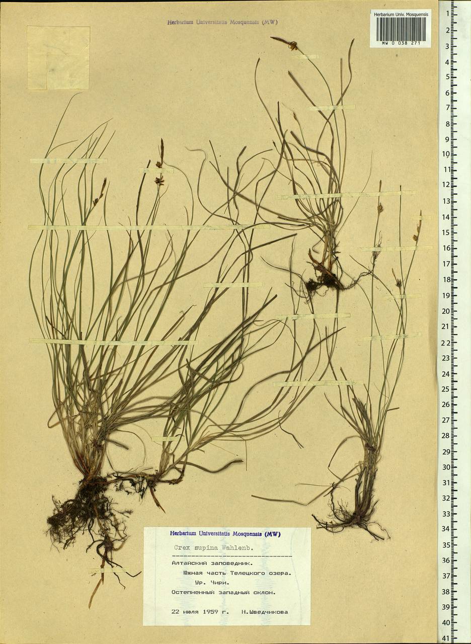 Carex supina Willd. ex Wahlenb., Siberia, Altai & Sayany Mountains (S2) (Russia)