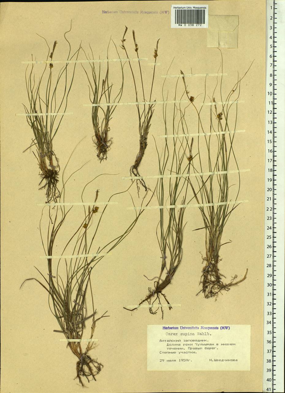 Carex supina Willd. ex Wahlenb., Siberia, Altai & Sayany Mountains (S2) (Russia)