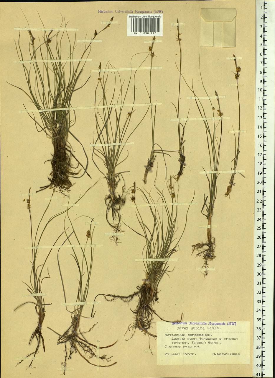 Carex supina Willd. ex Wahlenb., Siberia, Altai & Sayany Mountains (S2) (Russia)