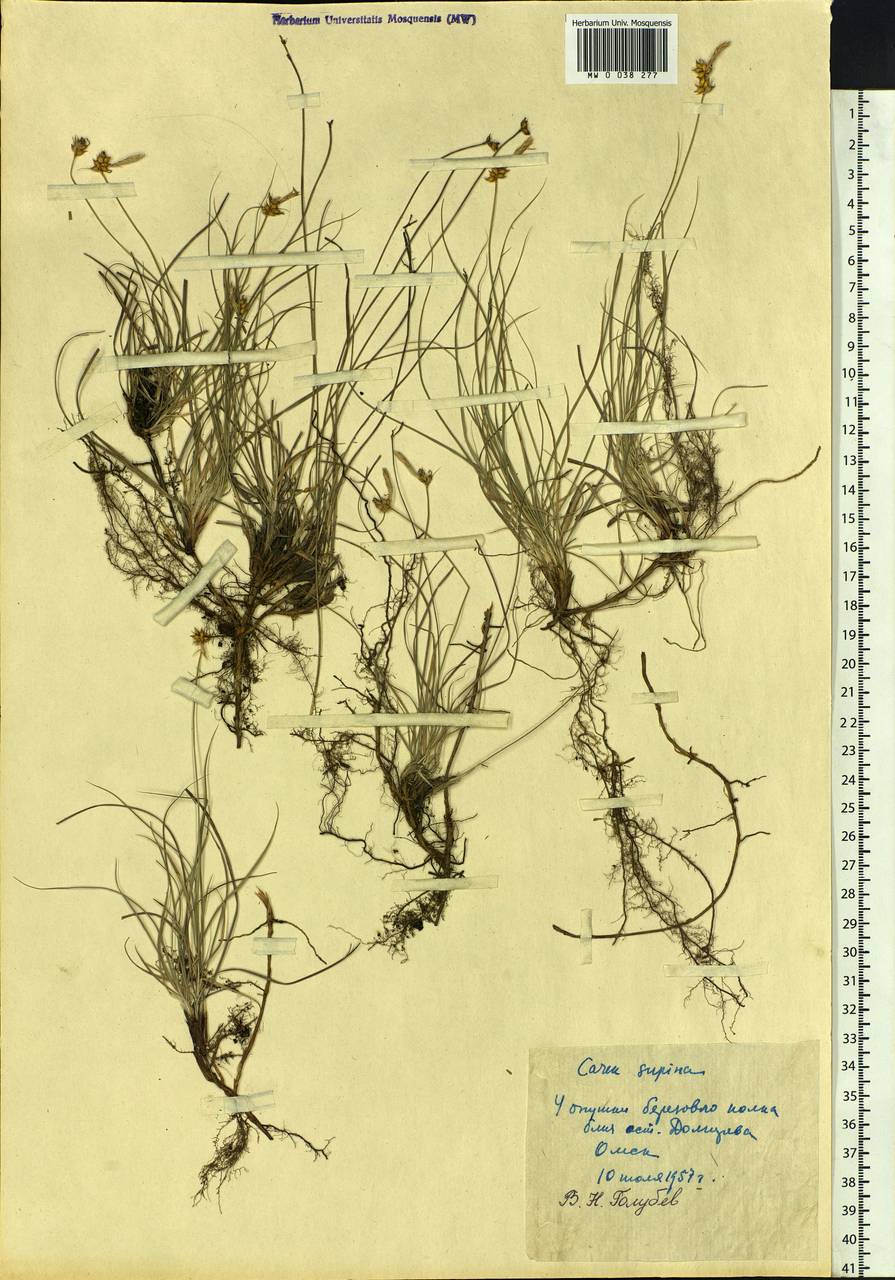 Carex supina Willd. ex Wahlenb., Siberia, Western Siberia (S1) (Russia)