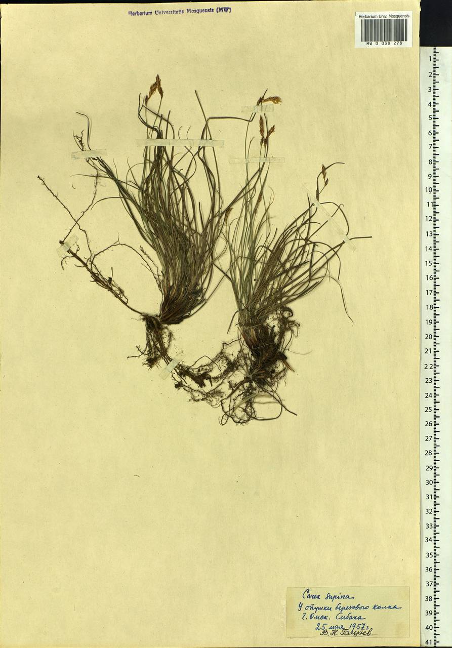 Carex supina Willd. ex Wahlenb., Siberia, Western Siberia (S1) (Russia)