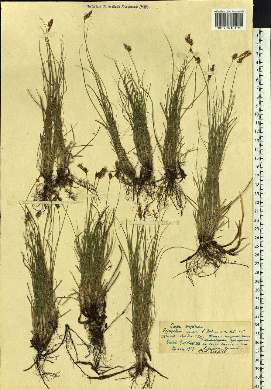 Carex supina Willd. ex Wahlenb., Siberia, Western Siberia (S1) (Russia)