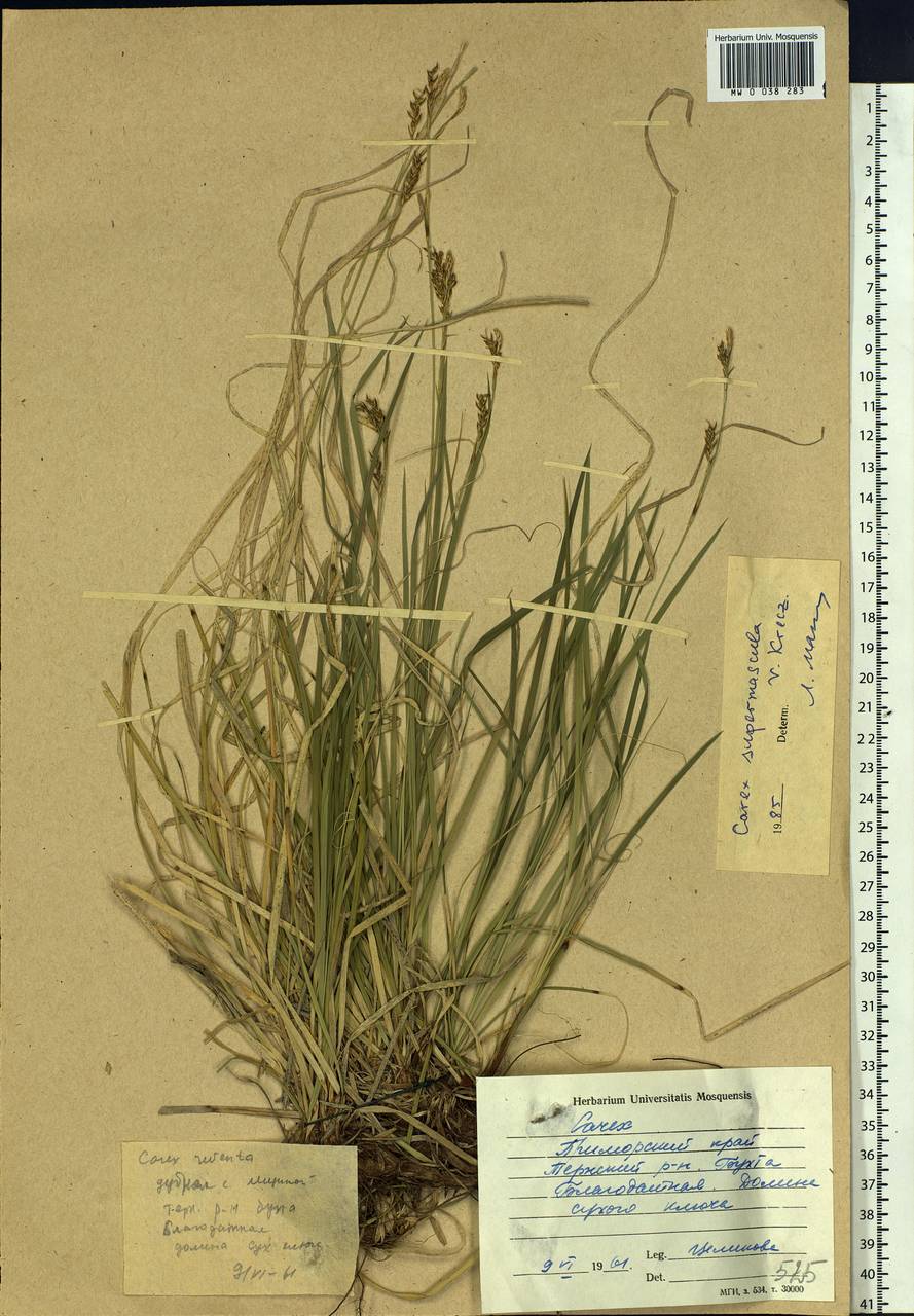 Carex pediformis var. pediformis, Siberia, Russian Far East (S6) (Russia)