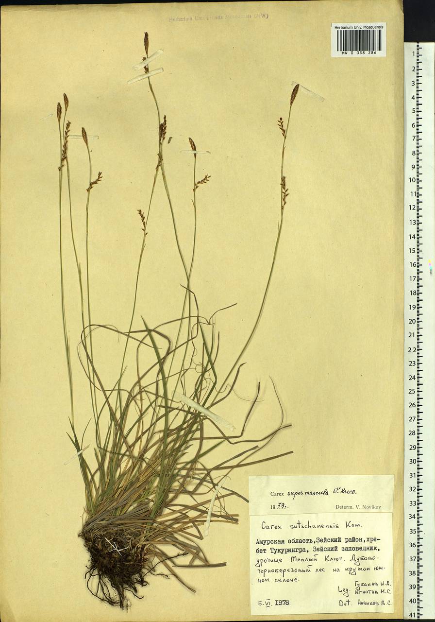 Carex pediformis var. pediformis, Siberia, Russian Far East (S6) (Russia)