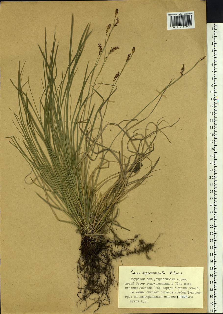 Carex pediformis var. pediformis, Siberia, Russian Far East (S6) (Russia)