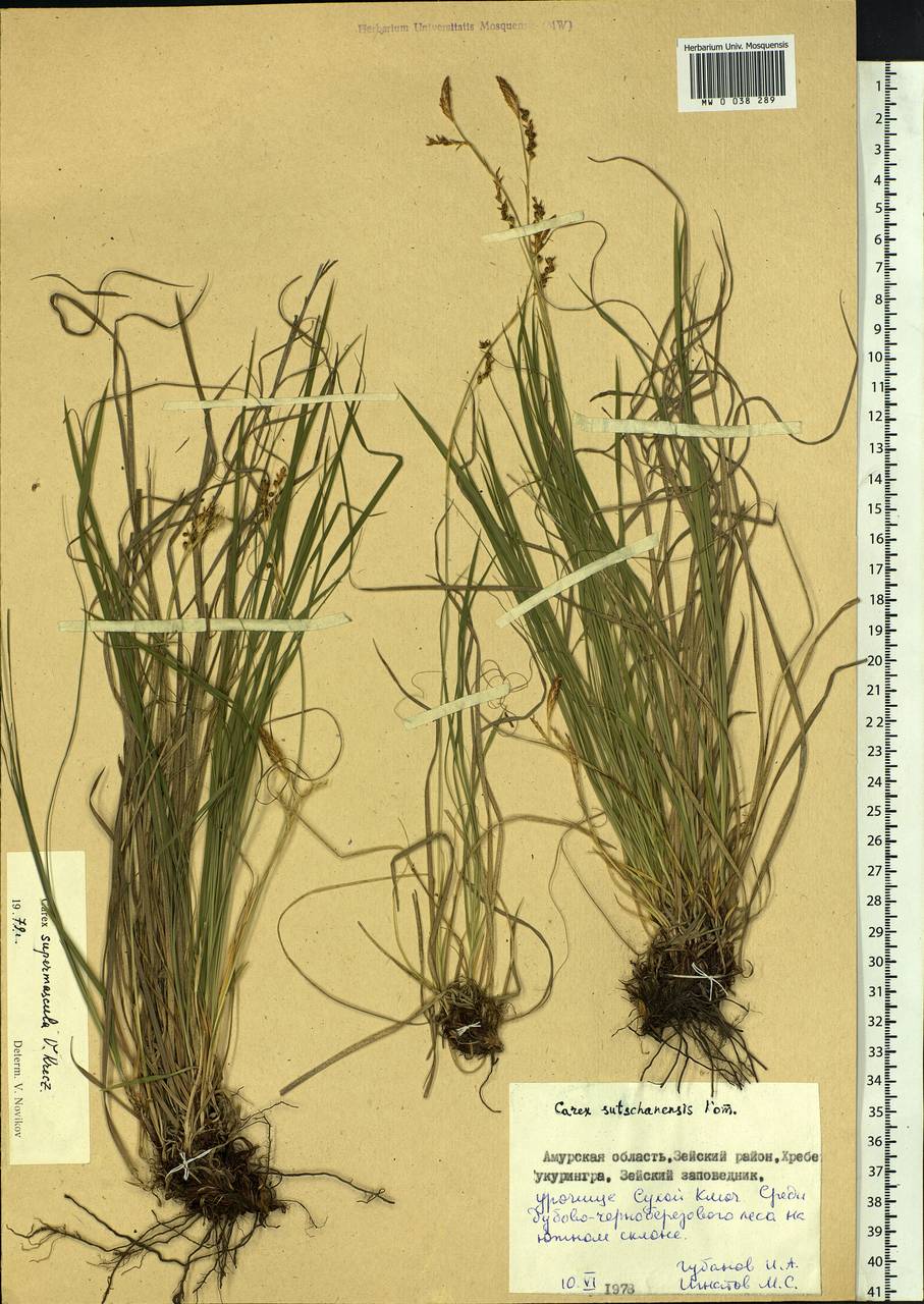 Carex pediformis var. pediformis, Siberia, Russian Far East (S6) (Russia)