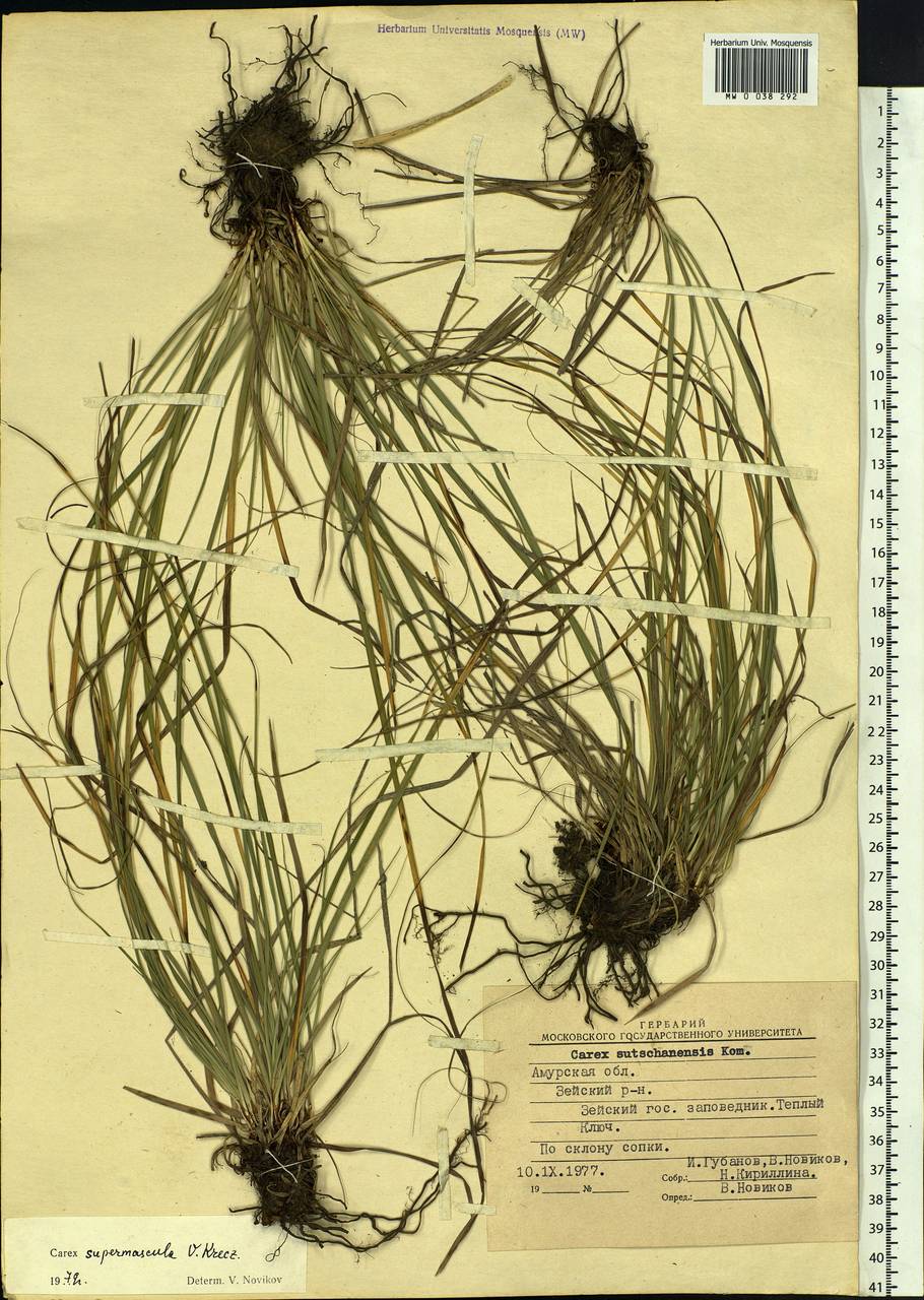 Carex pediformis var. pediformis, Siberia, Russian Far East (S6) (Russia)