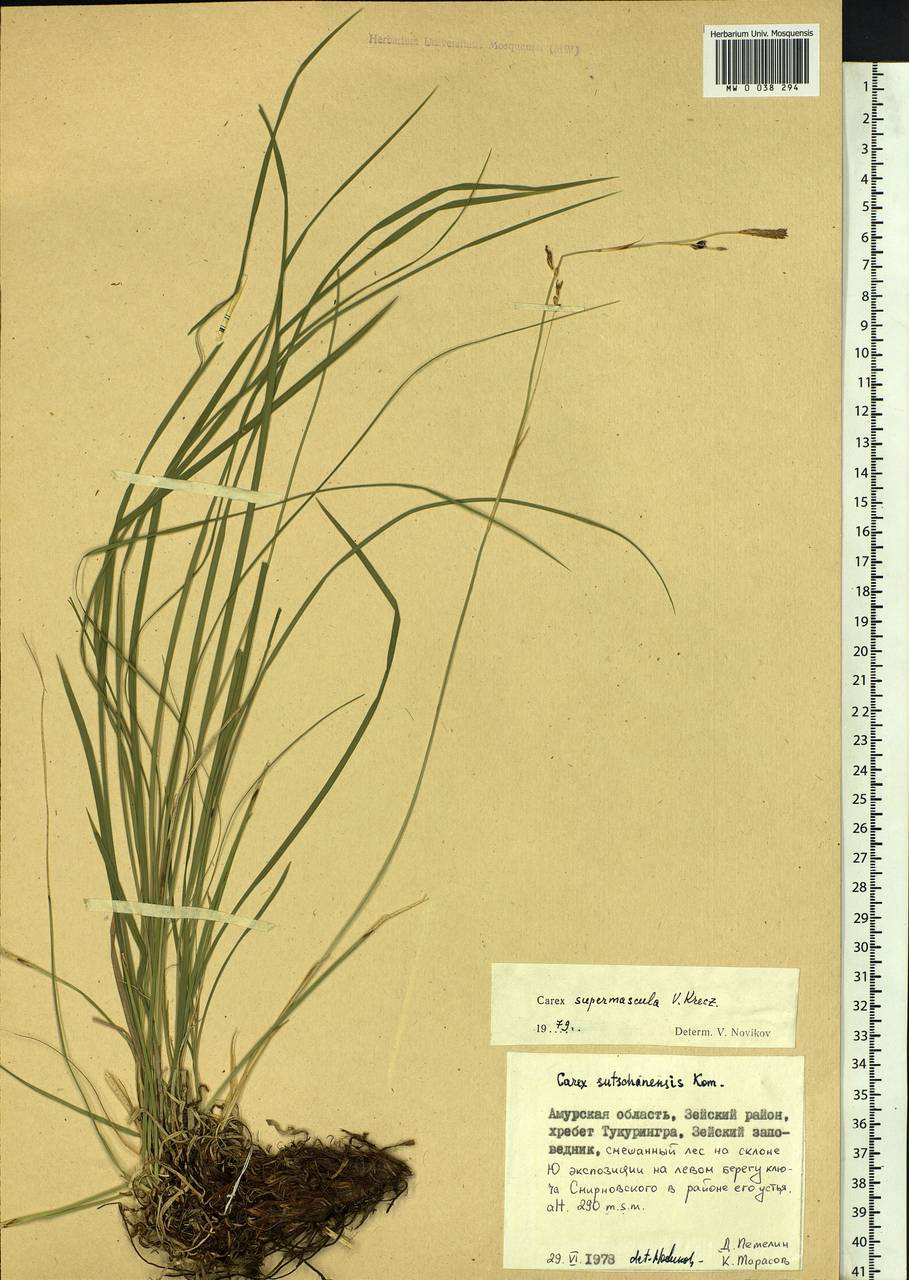 Carex pediformis var. pediformis, Siberia, Russian Far East (S6) (Russia)