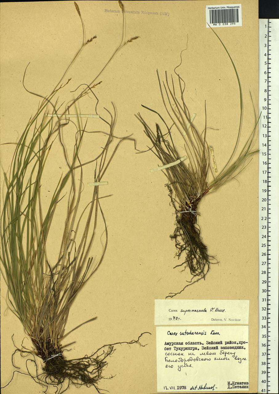 Carex pediformis var. pediformis, Siberia, Russian Far East (S6) (Russia)