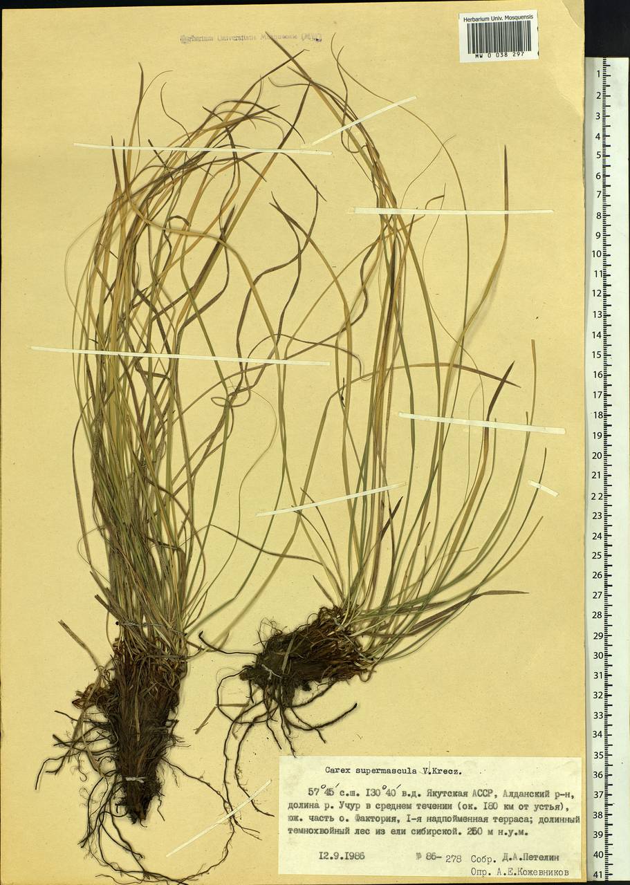 Carex pediformis var. pediformis, Siberia, Yakutia (S5) (Russia)