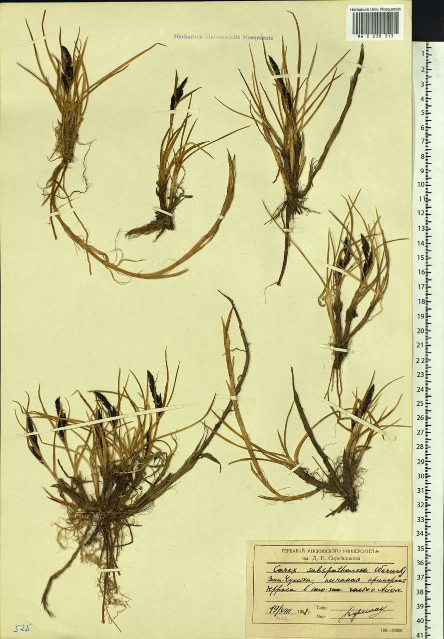 Carex subspathacea Wormsk. ex Hornem., Siberia, Chukotka & Kamchatka (S7) (Russia)