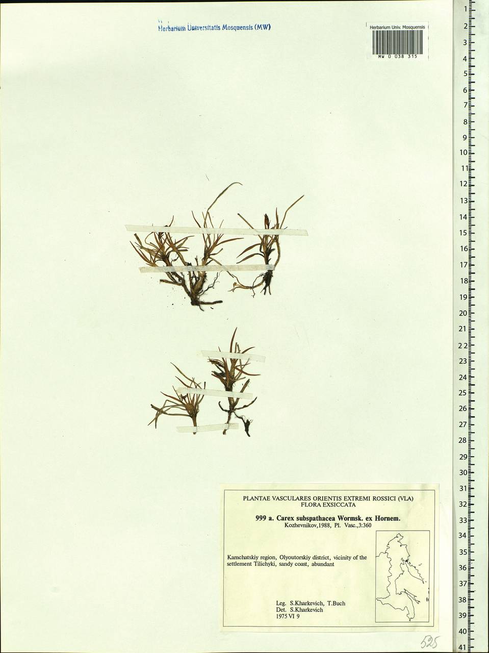 Carex subspathacea Wormsk. ex Hornem., Siberia, Chukotka & Kamchatka (S7) (Russia)