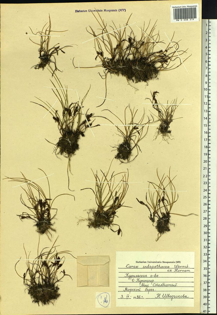 Carex subspathacea Wormsk. ex Hornem., Siberia, Russian Far East (S6) (Russia)