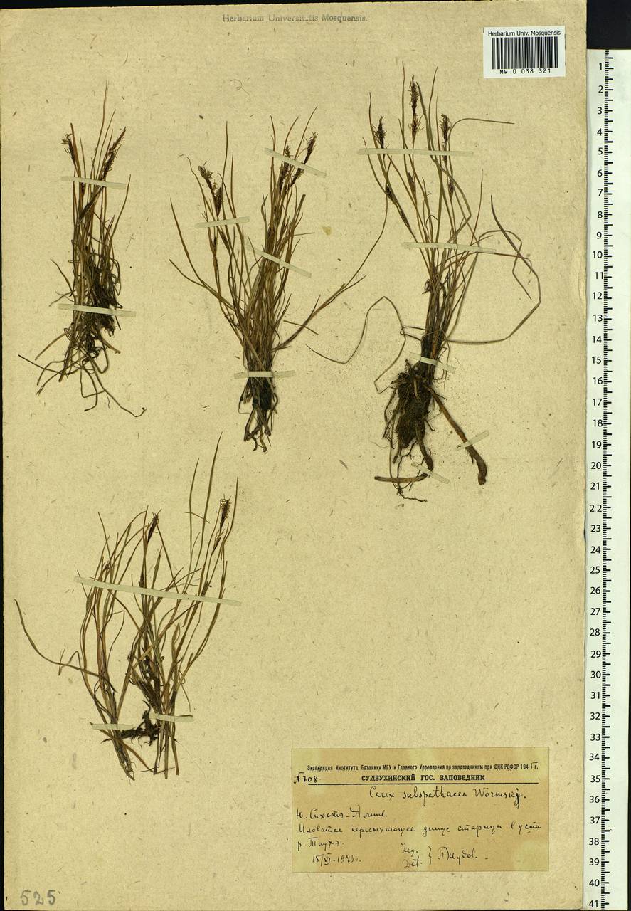 Carex subspathacea Wormsk. ex Hornem., Siberia, Russian Far East (S6) (Russia)