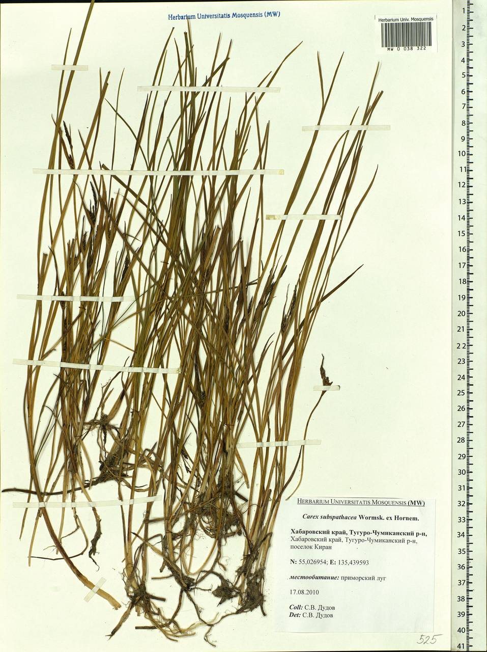 Carex subspathacea Wormsk. ex Hornem., Siberia, Russian Far East (S6) (Russia)