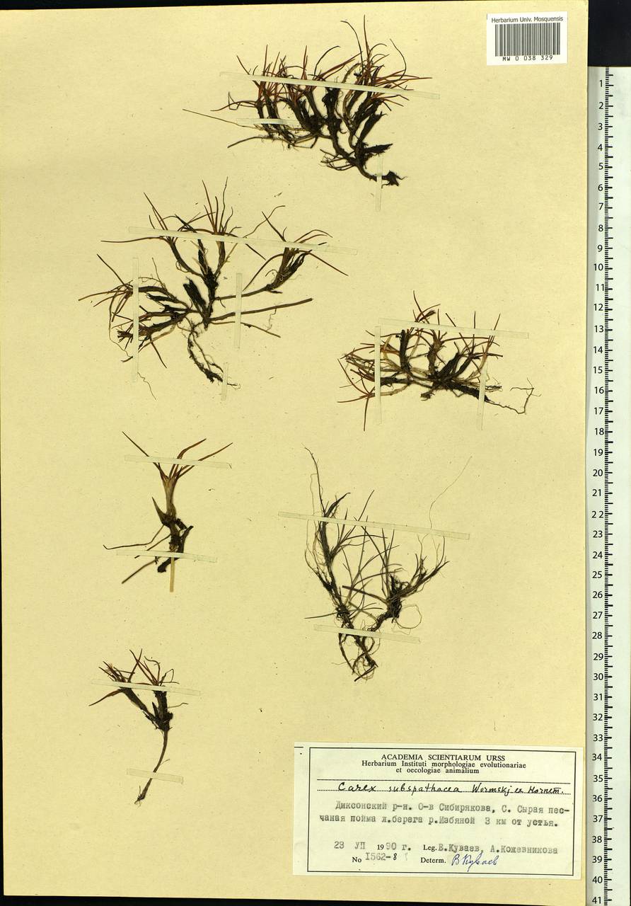 Carex subspathacea Wormsk. ex Hornem., Siberia, Central Siberia (S3) (Russia)