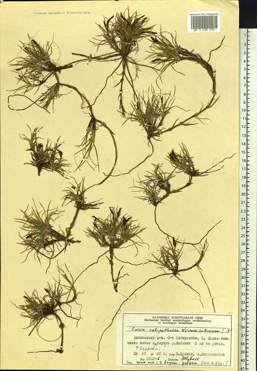 Carex subspathacea Wormsk. ex Hornem., Siberia, Central Siberia (S3) (Russia)