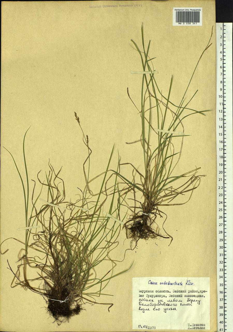 Carex subebracteata (Kük.) Ohwi, Siberia, Russian Far East (S6) (Russia)