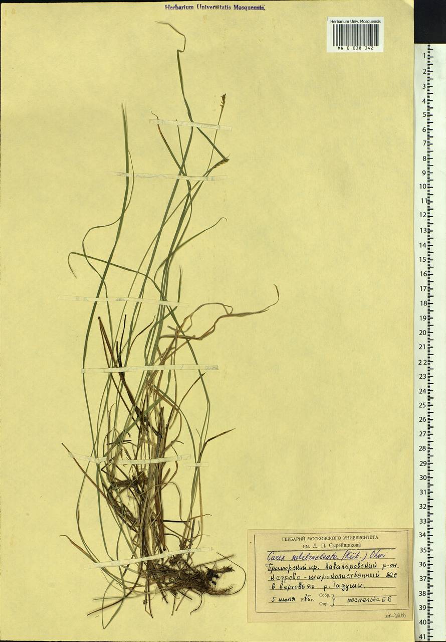 Carex sabynensis var. rostrata (Maxim.) Ohwi, Siberia, Russian Far East (S6) (Russia)