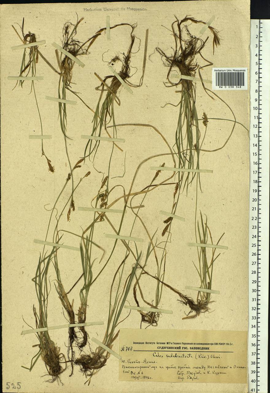 Carex subebracteata (Kük.) Ohwi, Siberia, Russian Far East (S6) (Russia)