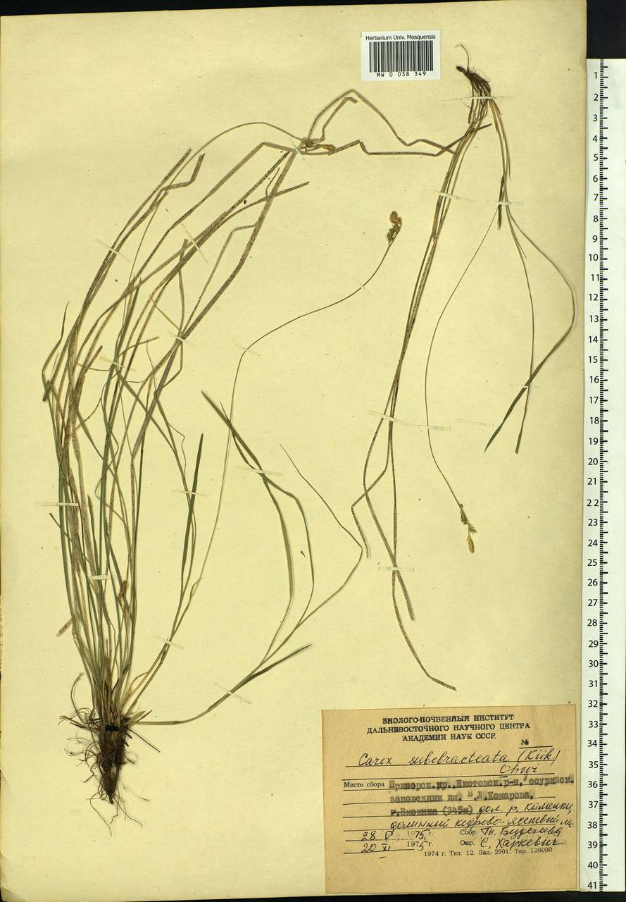 Carex sabynensis var. rostrata (Maxim.) Ohwi, Siberia, Russian Far East (S6) (Russia)