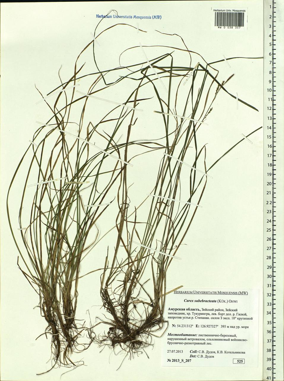 Carex sabynensis var. rostrata (Maxim.) Ohwi, Siberia, Russian Far East (S6) (Russia)