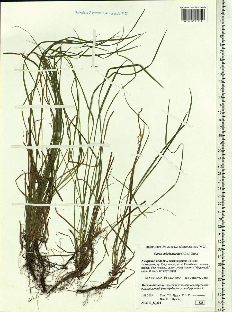 Carex subebracteata (Kük.) Ohwi, Siberia, Russian Far East (S6) (Russia)