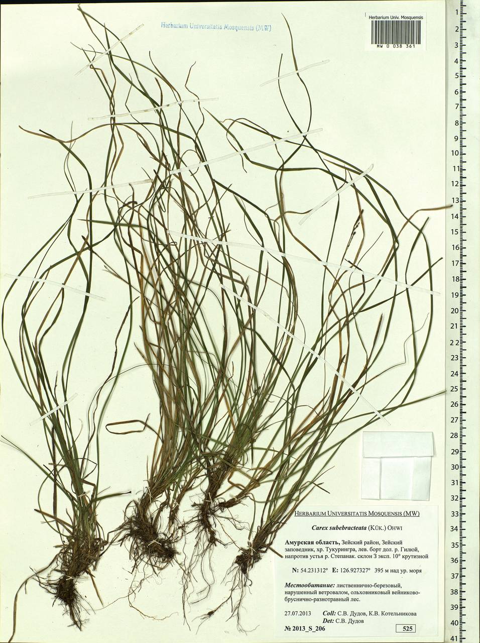 Carex subebracteata (Kük.) Ohwi, Siberia, Russian Far East (S6) (Russia)