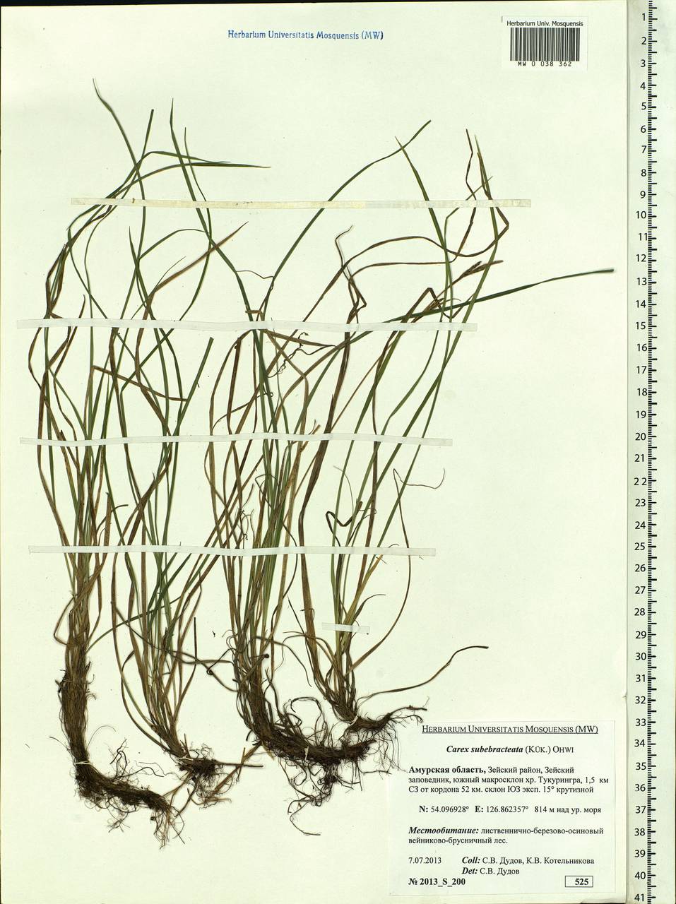 Carex subebracteata (Kük.) Ohwi, Siberia, Russian Far East (S6) (Russia)