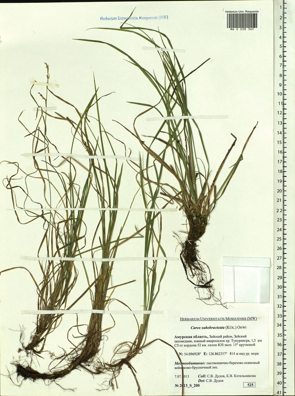 Carex subebracteata (Kük.) Ohwi, Siberia, Russian Far East (S6) (Russia)