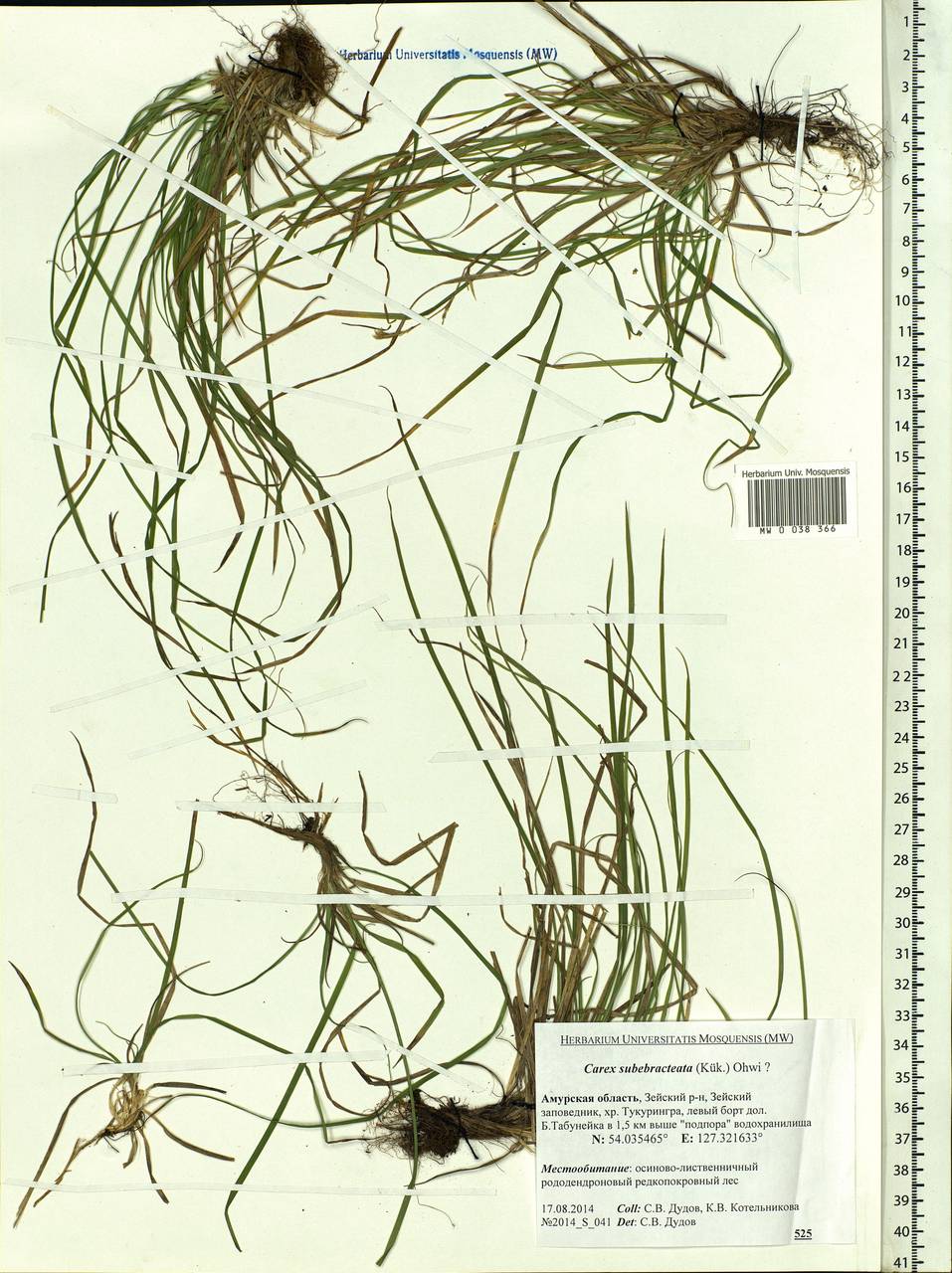 Carex subebracteata (Kük.) Ohwi, Siberia, Russian Far East (S6) (Russia)