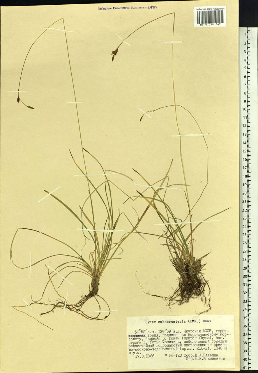 Carex sabynensis var. rostrata (Maxim.) Ohwi, Siberia, Yakutia (S5) (Russia)