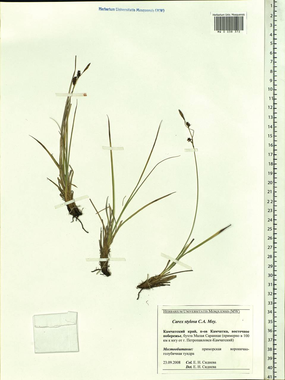 Carex stylosa C.A.Mey., Siberia, Chukotka & Kamchatka (S7) (Russia)