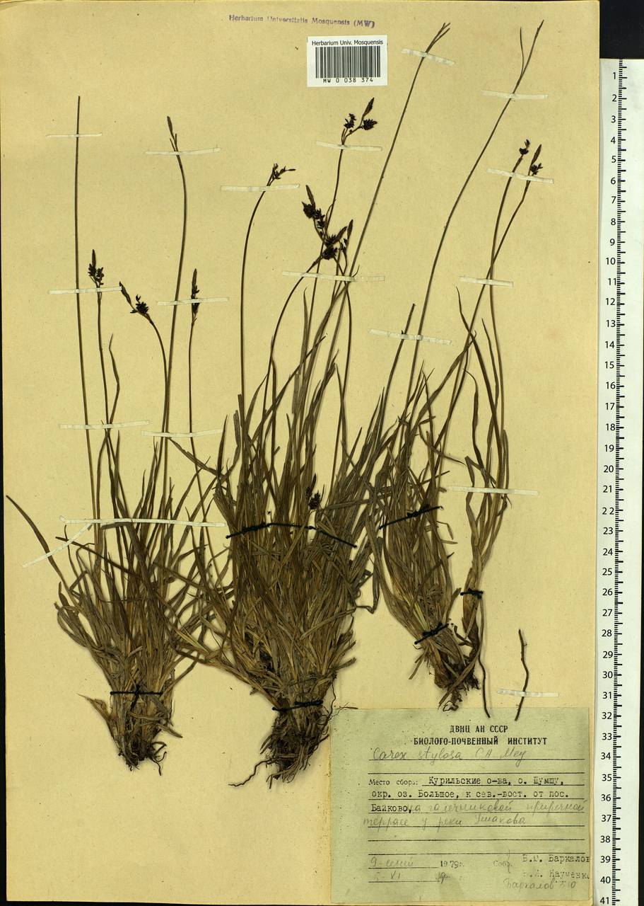 Carex stylosa C.A.Mey., Siberia, Russian Far East (S6) (Russia)